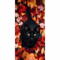 Husa Personalizata SAMSUNG Galaxy Alpha Black Cat