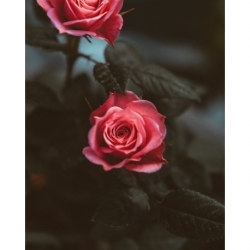 Husa Personalizata HUAWEI P20 Pro Red Roses