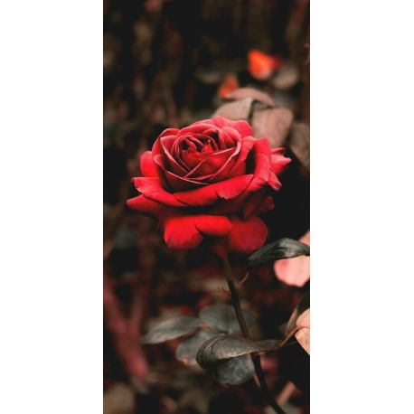 Husa Personalizata HUAWEI P20 Lite Rose